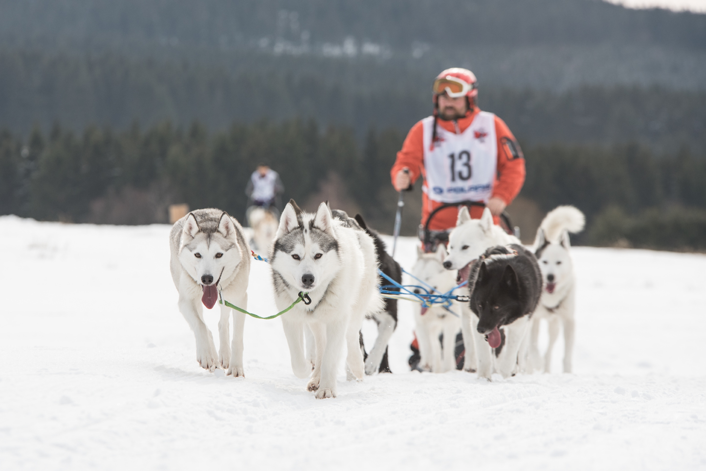 Huskys bei der Arbeit ... oder Vergnügen?